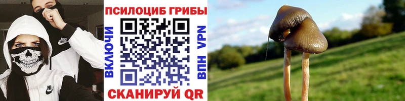закладки  Елабуга  Галлюциногенные грибы Psilocybine cubensis 